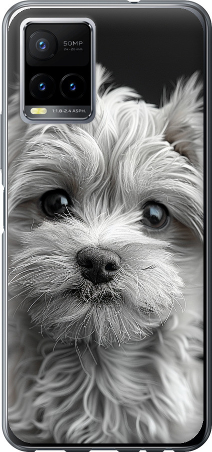 Мальтипу на чорному фоні