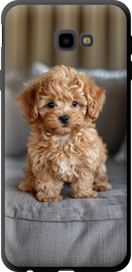 Mini-maltipoo