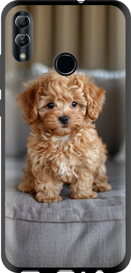 Mini-maltipoo