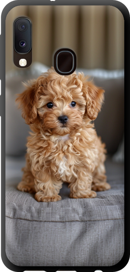 Mini-maltipoo