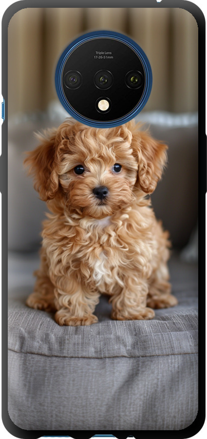 Mini-maltipoo