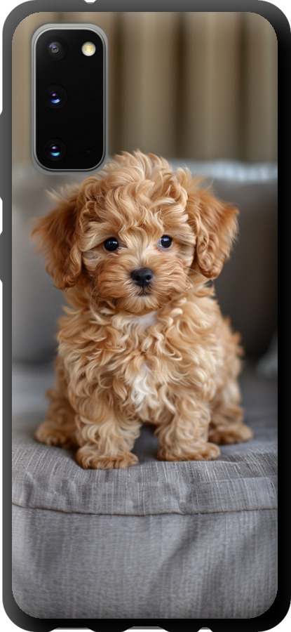 Mini-maltipoo