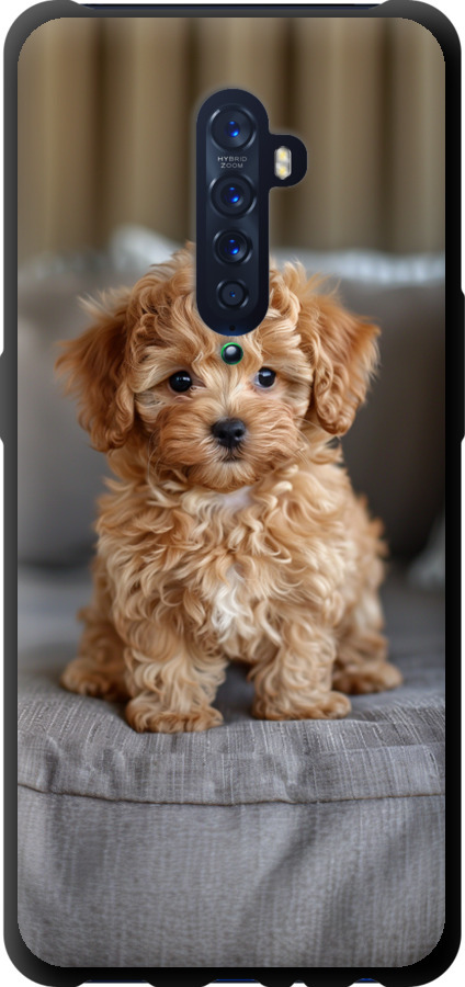 Mini-maltipoo