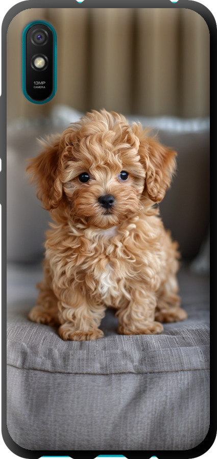 Mini-maltipoo
