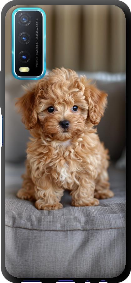 Mini-maltipoo
