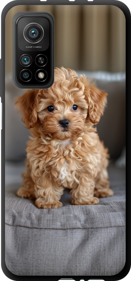 Mini-maltipoo