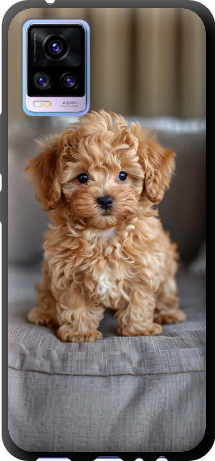 Mini-maltipoo
