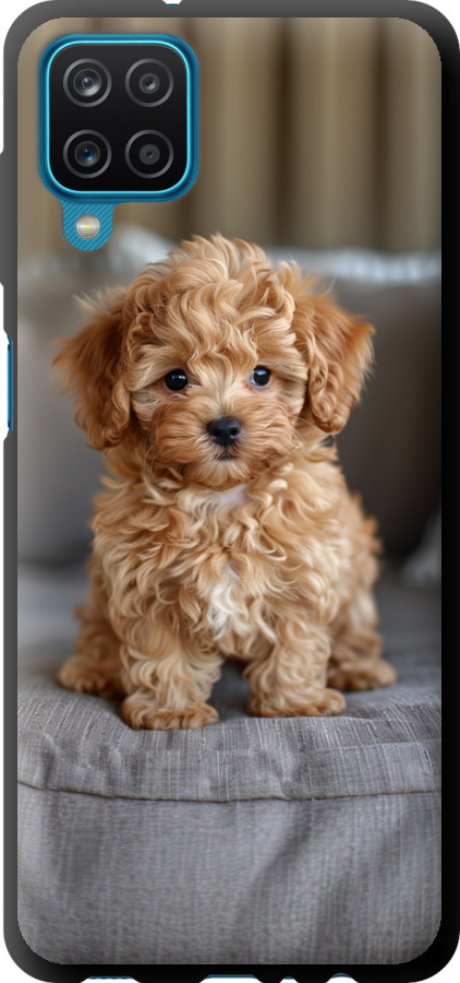 Mini-maltipoo