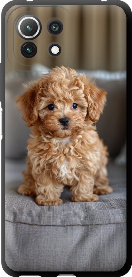 Mini-maltipoo