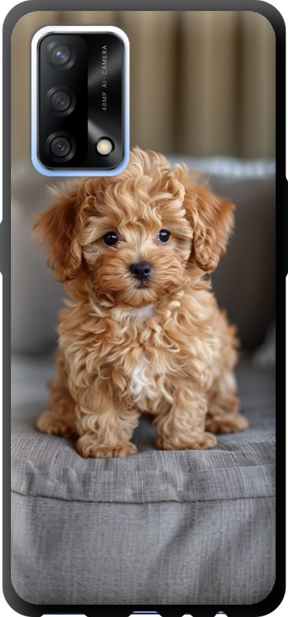 Mini-maltipoo