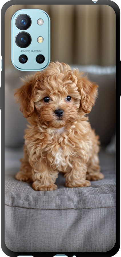 Mini-maltipoo