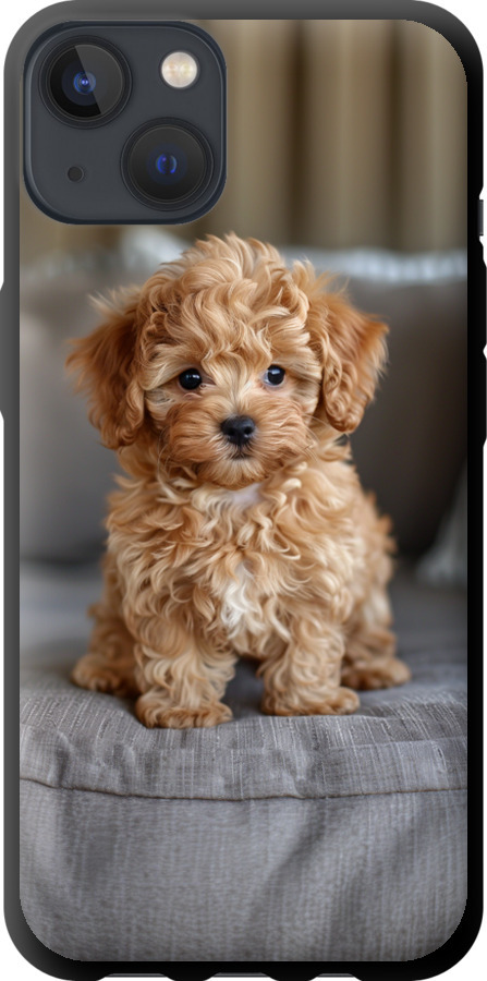 Mini-maltipoo