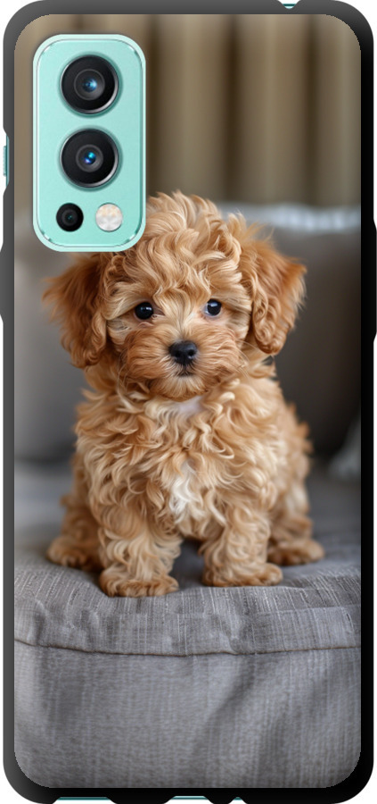 Mini-maltipoo