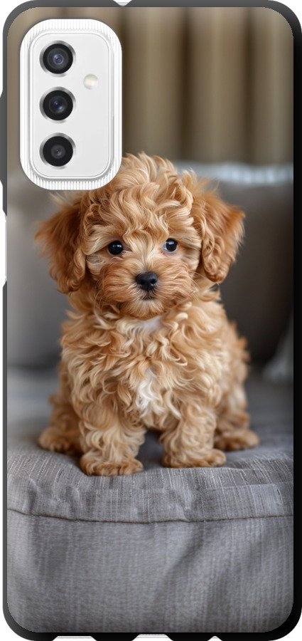 Mini-maltipoo
