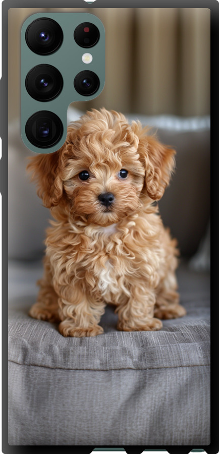 Mini-maltipoo
