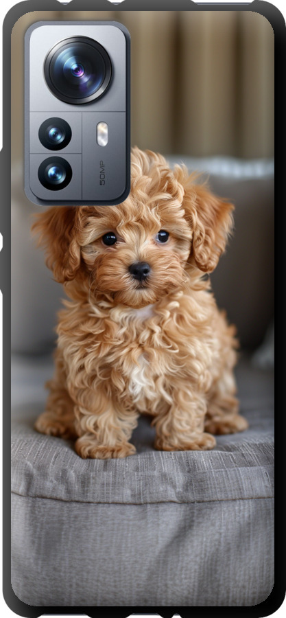 Mini-maltipoo