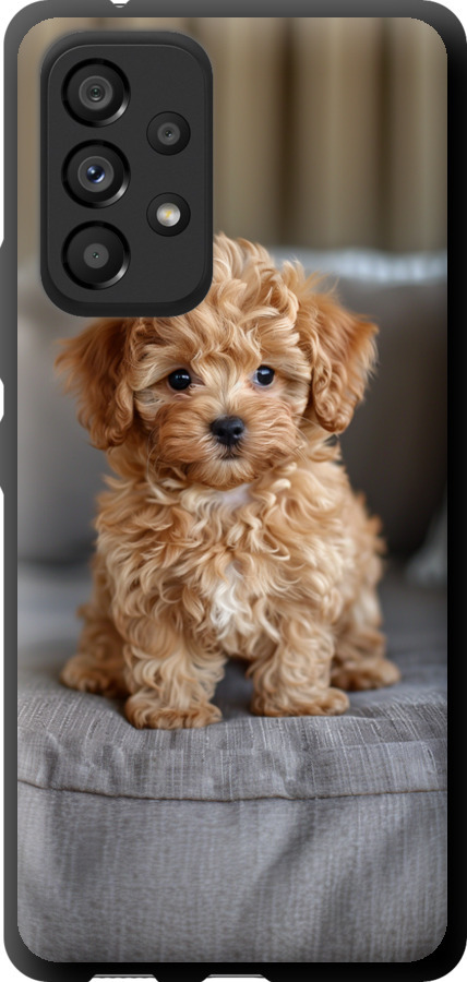 Mini-maltipoo