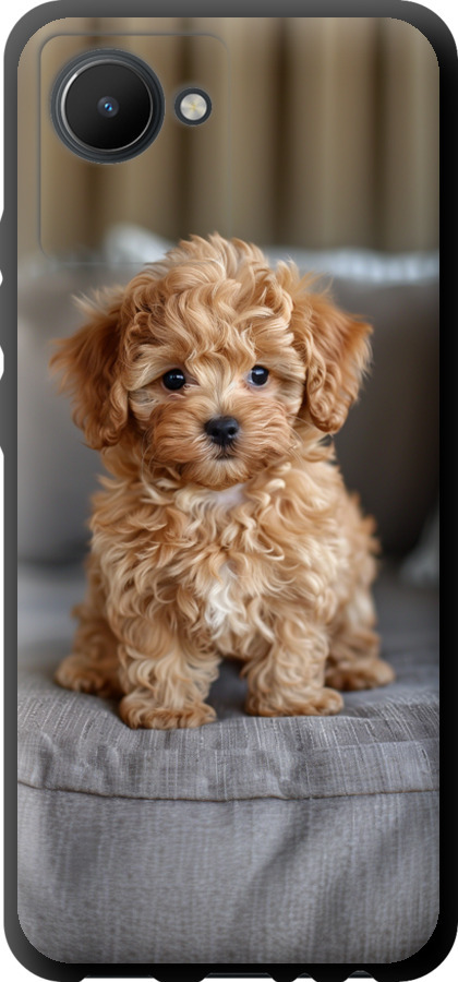 Mini-maltipoo