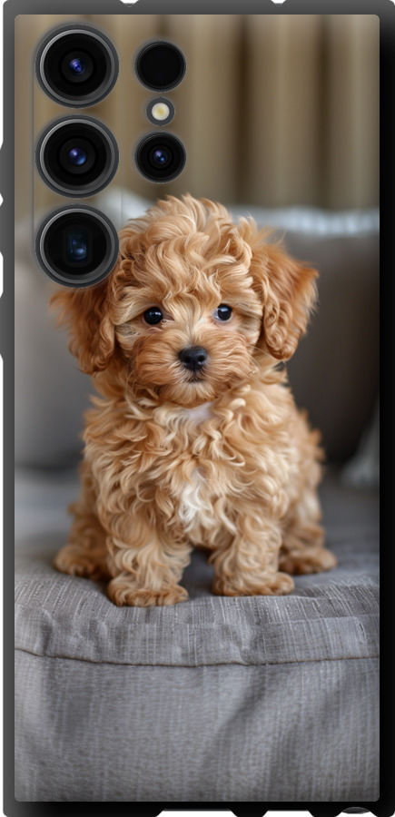 Mini-maltipoo