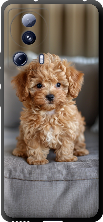 Mini-maltipoo