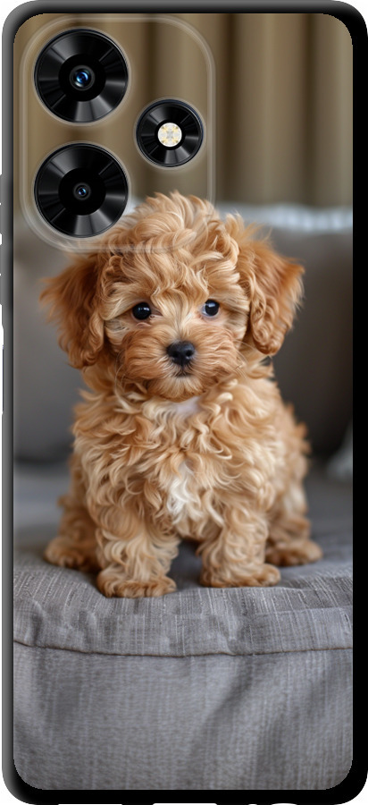 Mini-maltipoo