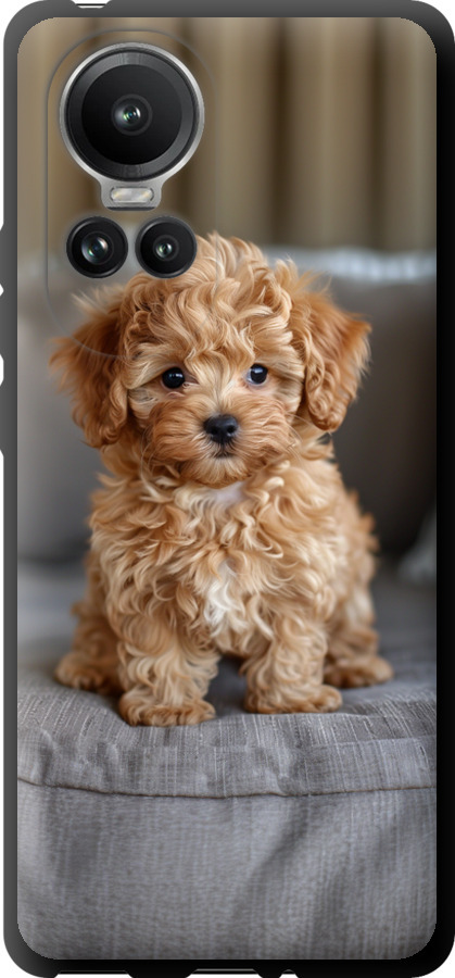 Mini-maltipoo