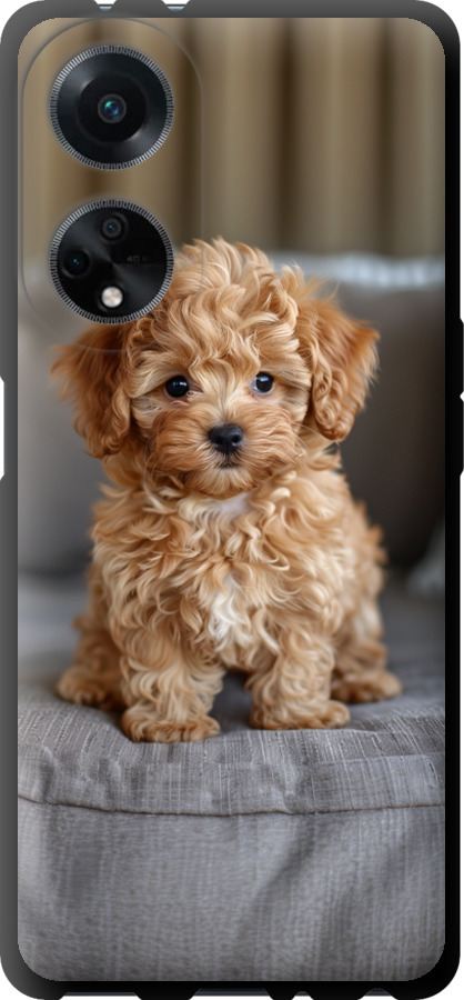 Mini-maltipoo