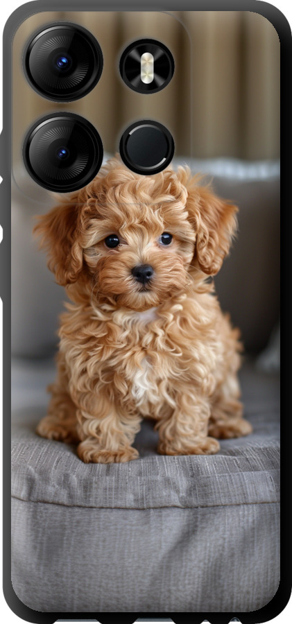 Mini-maltipoo