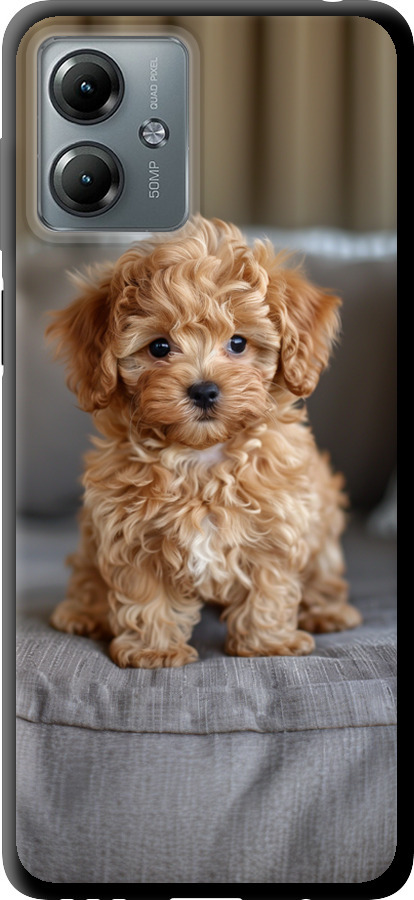 Mini-maltipoo