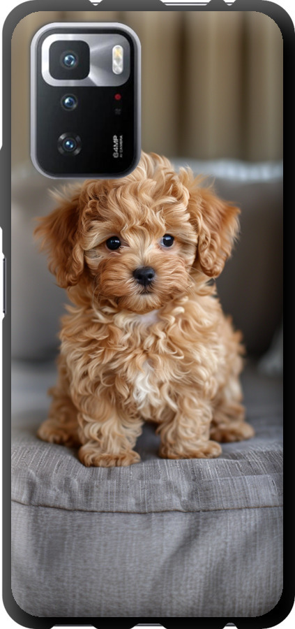 Mini-maltipoo