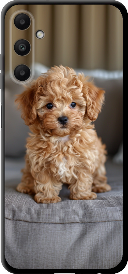 Mini-maltipoo