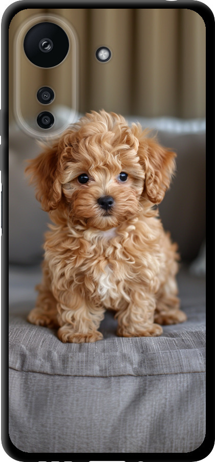 Mini-maltipoo