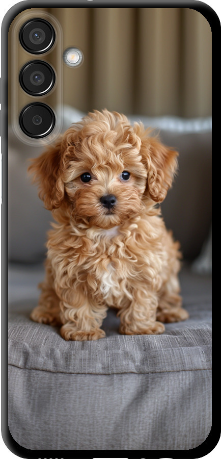 Mini-maltipoo