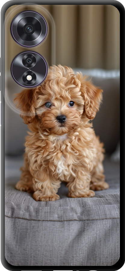Mini-maltipoo