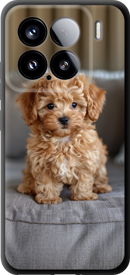 Mini-maltipoo