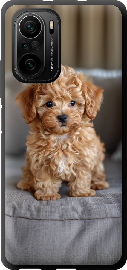 Mini-maltipoo