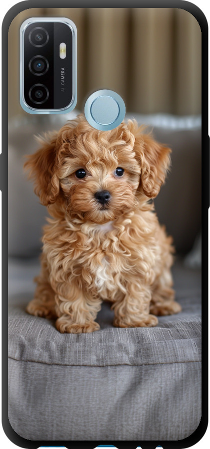 Mini-maltipoo