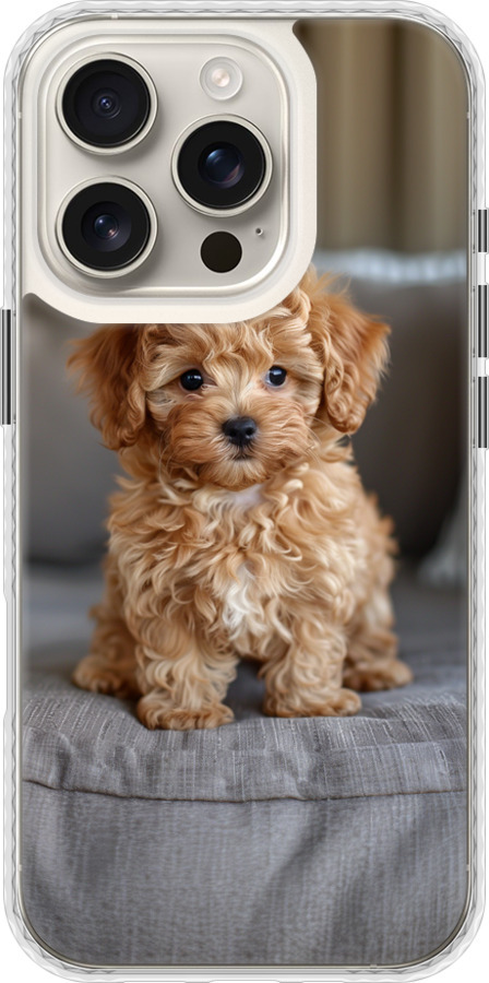Mini-maltipoo