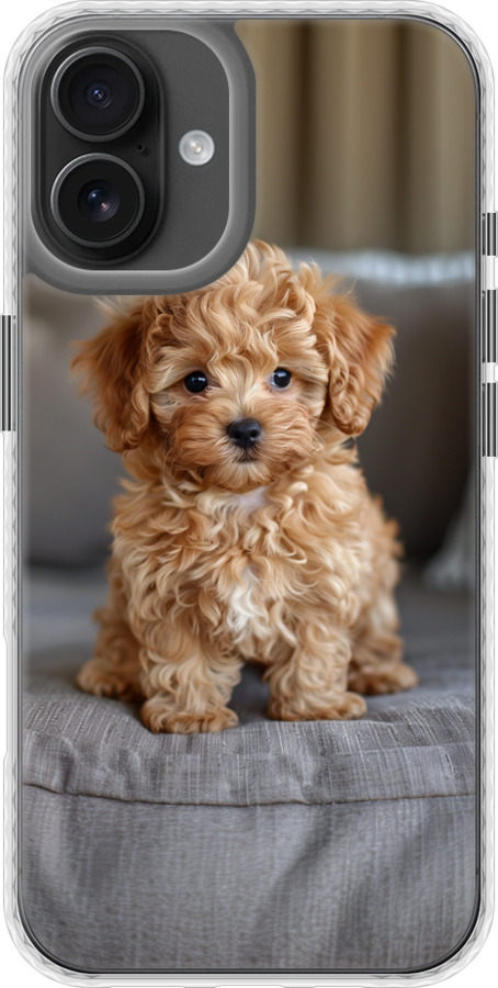 Mini-maltipoo