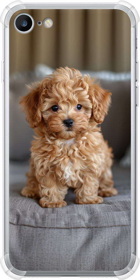 Mini-maltipoo