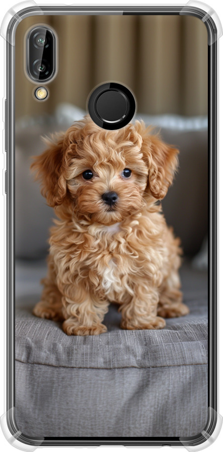 Mini-maltipoo