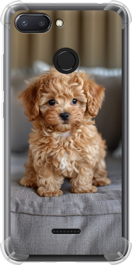 Mini-maltipoo