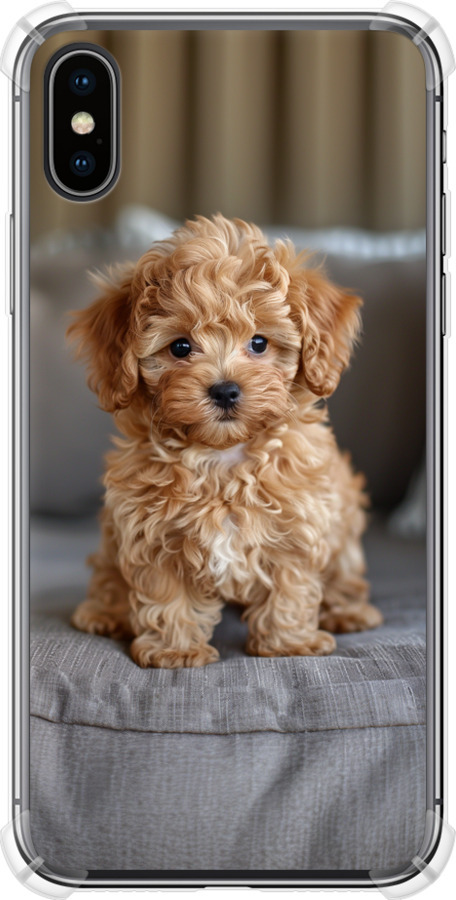 Mini-maltipoo