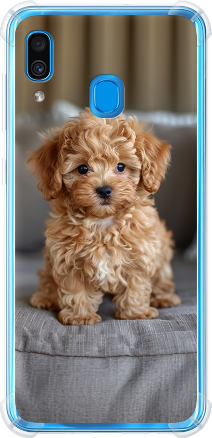 Mini-maltipoo