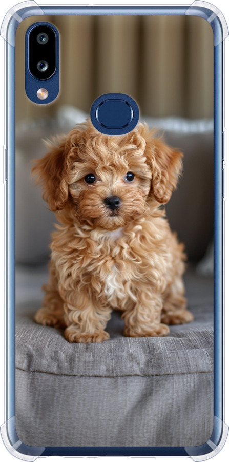 Mini-maltipoo