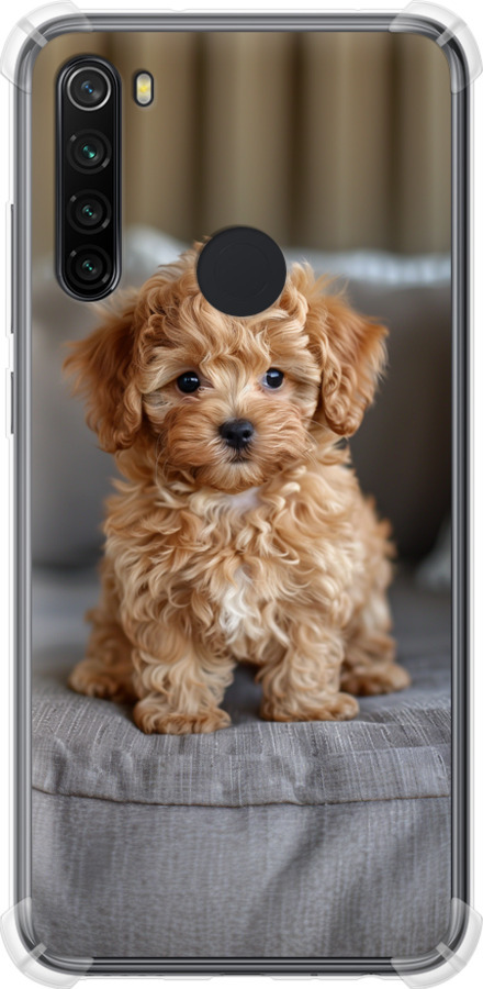 Mini-maltipoo
