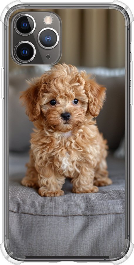 Mini-maltipoo