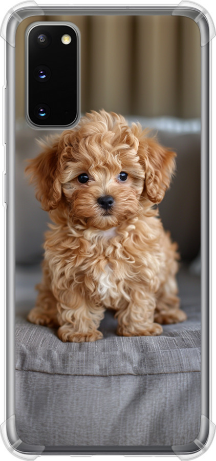Mini-maltipoo