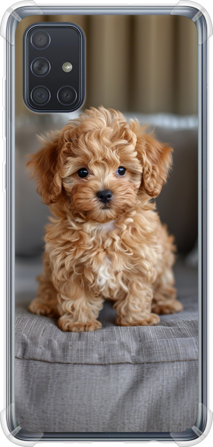 Mini-maltipoo