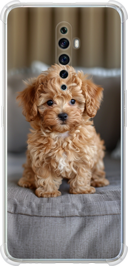 Mini-maltipoo